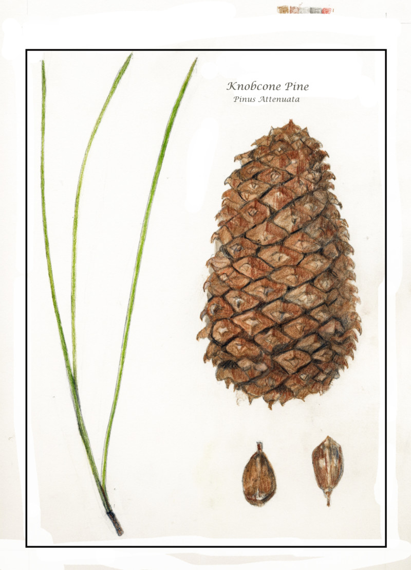 knobcone-pine