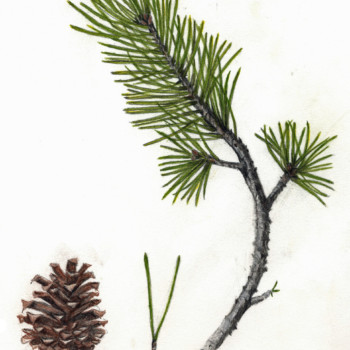 lodgepole-pine