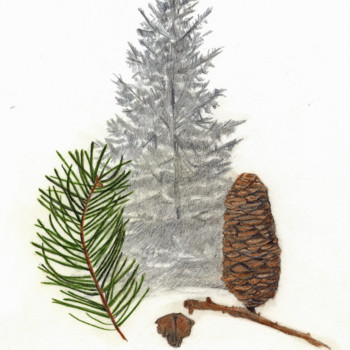 white-fir
