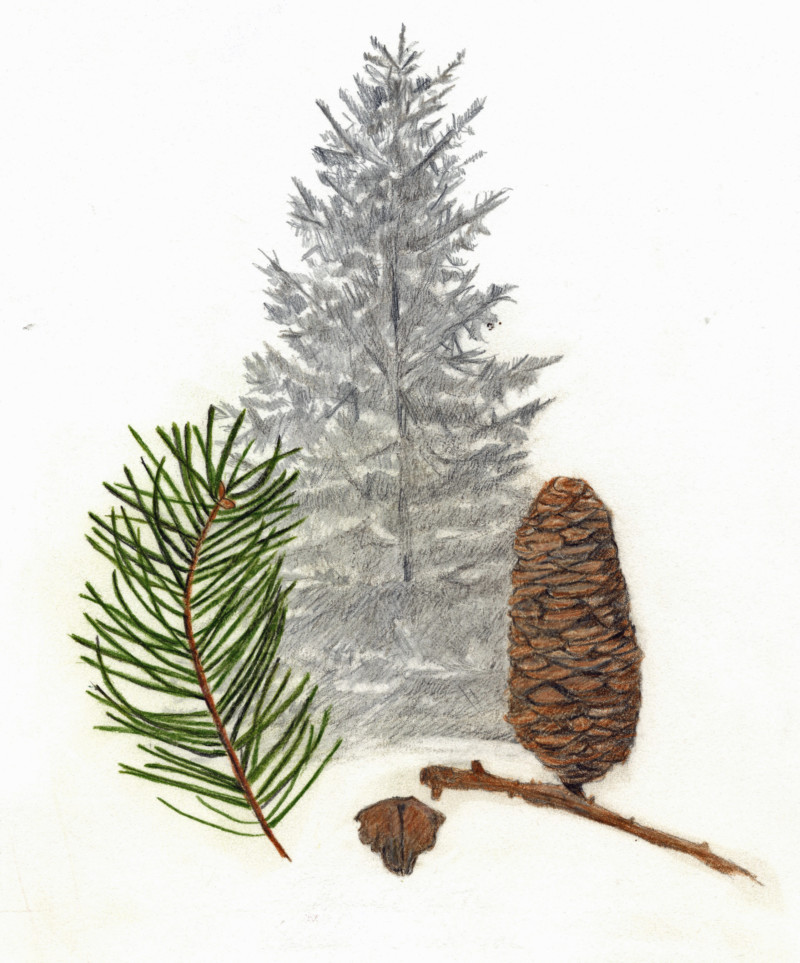 white-fir