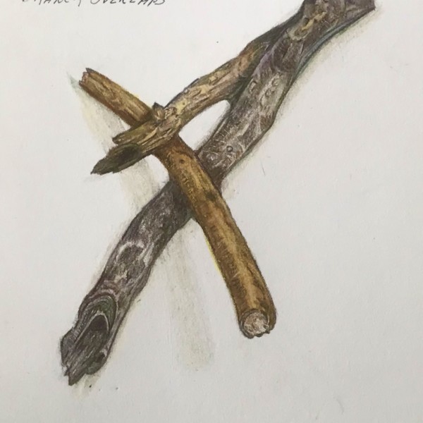 Lesson 1…”BRANCH OVERLAPS’  V1 incorporating some of the suggestions to improve
