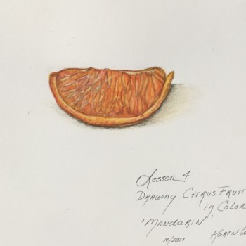 lesson-4citrus-fruit-in-color-segment