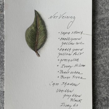 lesson-3-net-veining-front