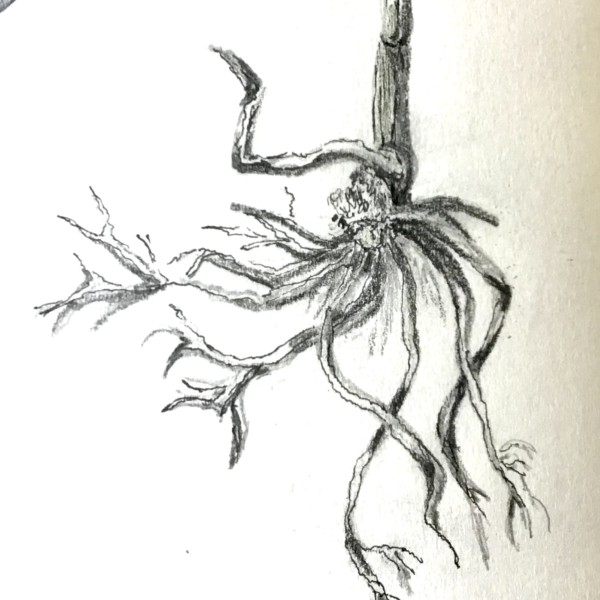 Root practice- September 2021