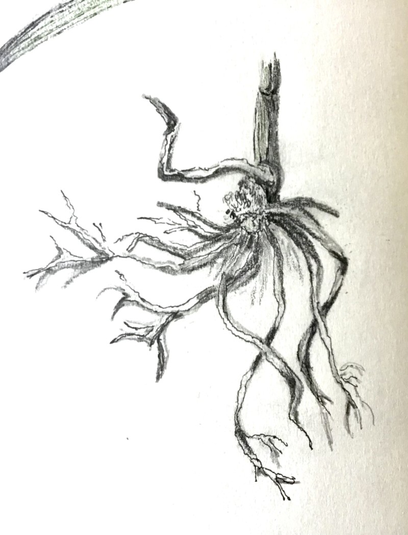 root-practice-september-2021