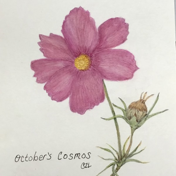 October Cosmos with tone added 10-14