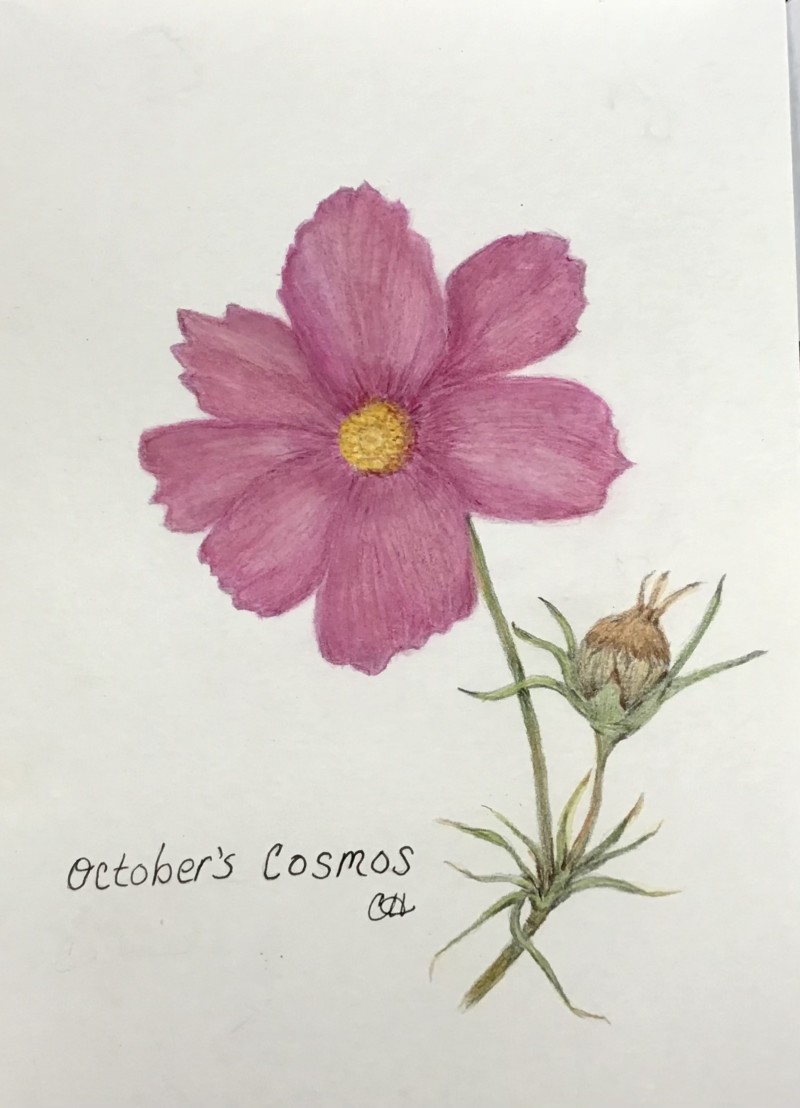 october-cosmos-with-tone-added-10-14