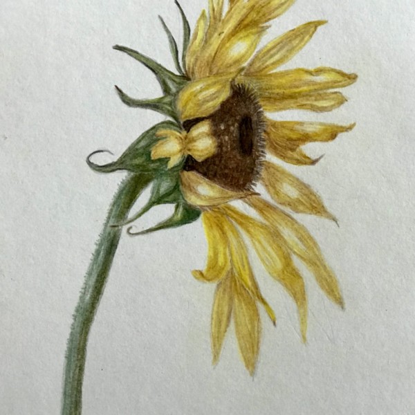 Garden sunflower 07-22