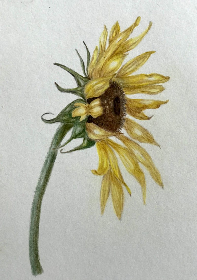 garden-sunflower-07-22