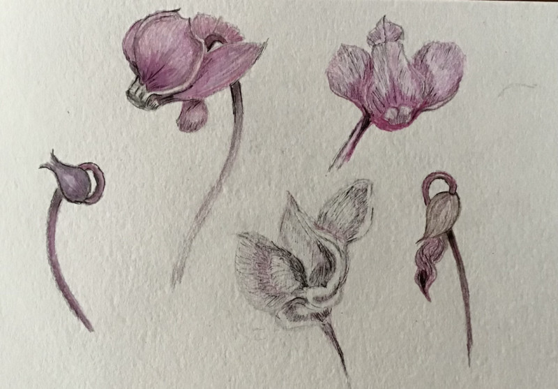 cyclamen