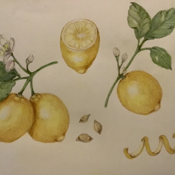 Lemons 12-2021