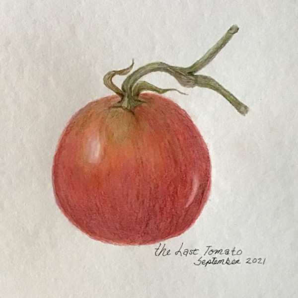 Tomato- September 2021