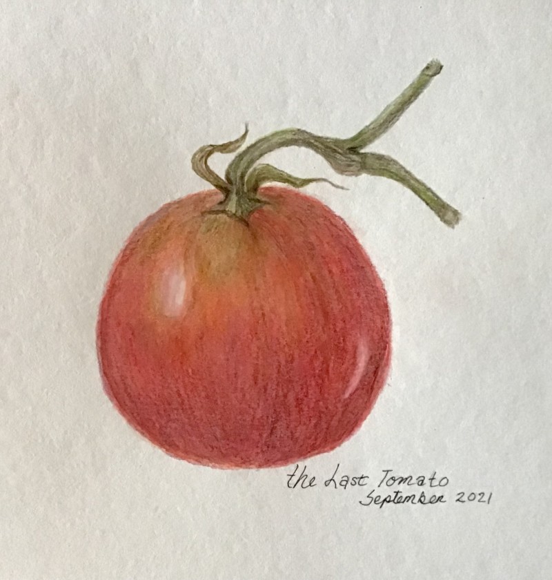tomato-september-2021