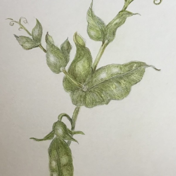 Garden peas
