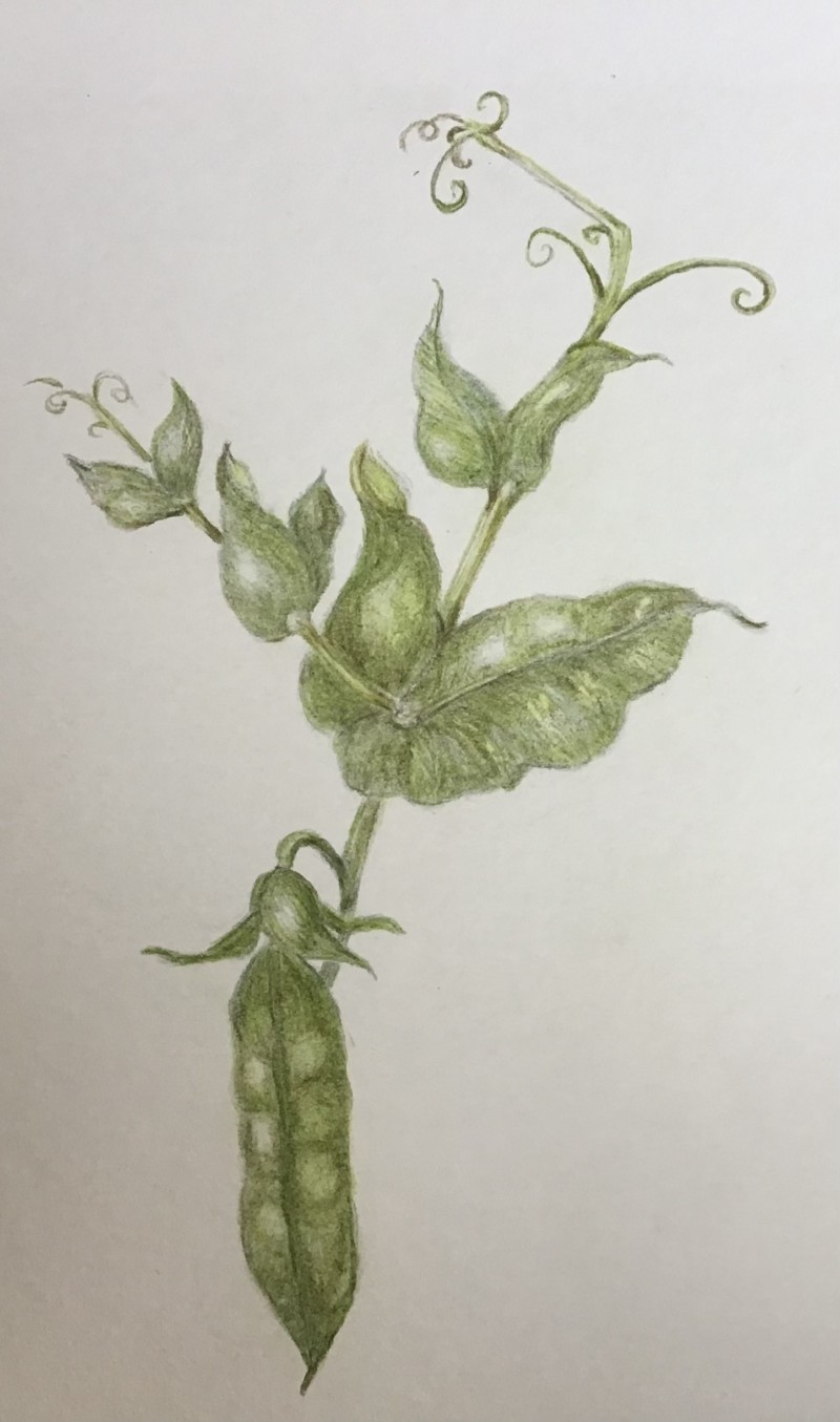 garden-peas