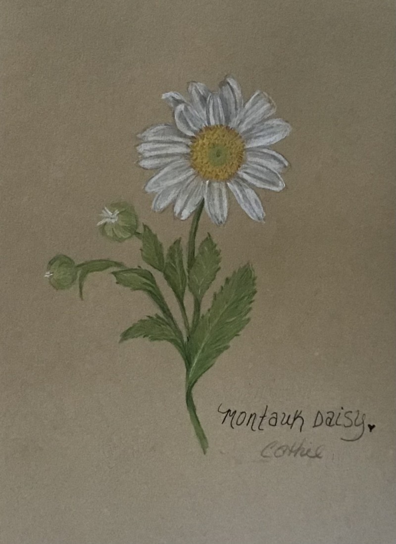 montauk-daisy-10-02-21