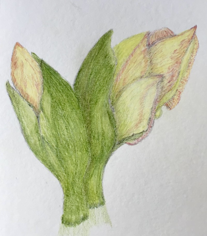 amaryllis-december-1-2021-cant-wait-to-see-you-tomorrow