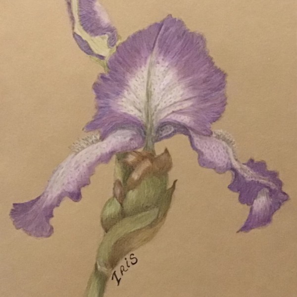 Iris* 11/2021