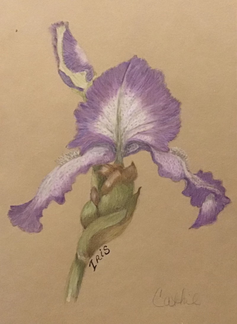 iris-11-2021