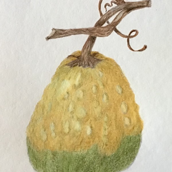 Gourd / take 2 shading and contour
