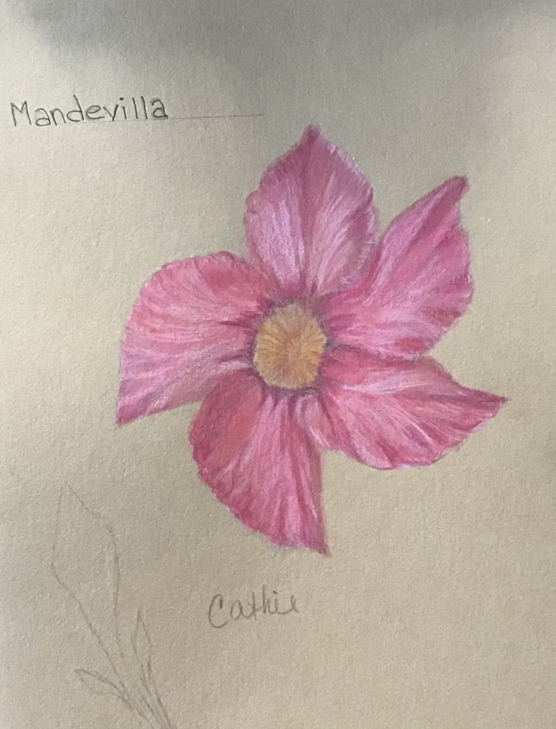 mandevilla-10-2-2021