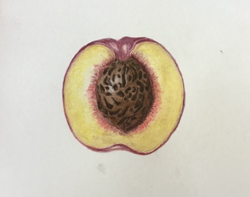 peach-09-22-inspired-by-an-original-drawing-by-katia-petrovsky