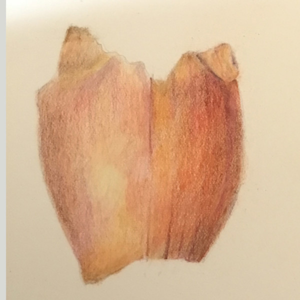 Lesson 24-Pattern on Onion
