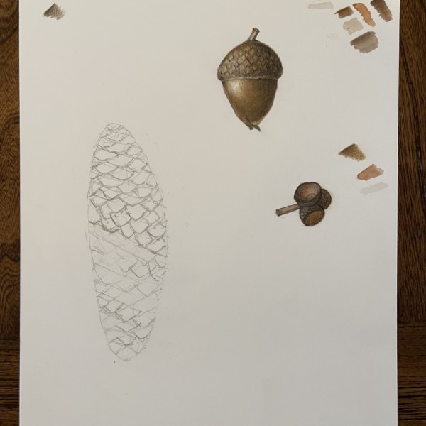 Acorn:Cone