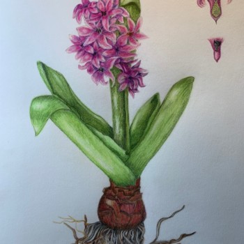 hyacinth-3