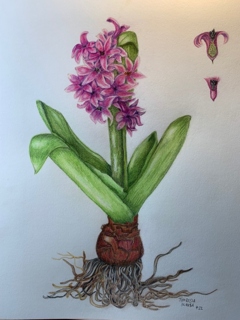 hyacinth-3