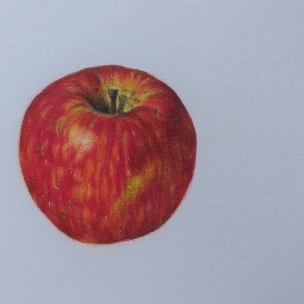 Apple ( colored pencil)