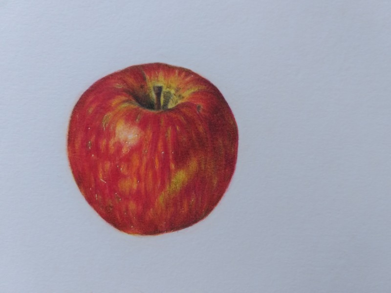 apple-colored-pencil