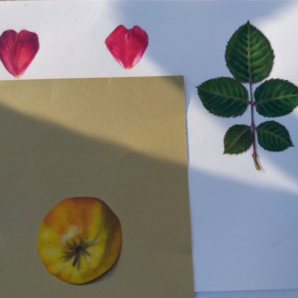 Apple on craft paper