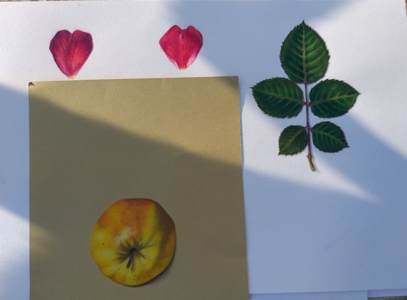apple-on-craft-paper