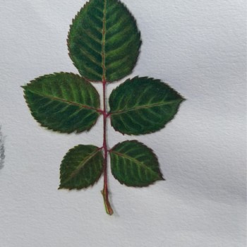 rose-leaf