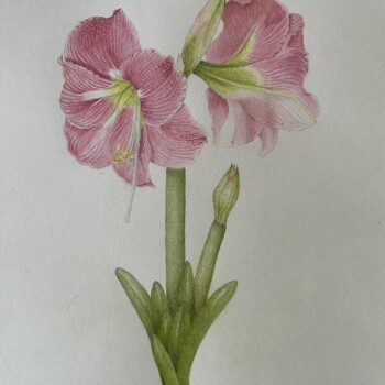 amaryllis-21-juin