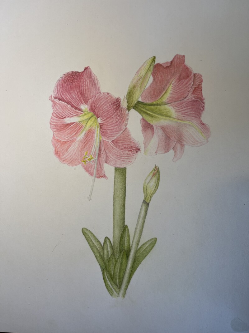 amaryllis-5-mai-2025