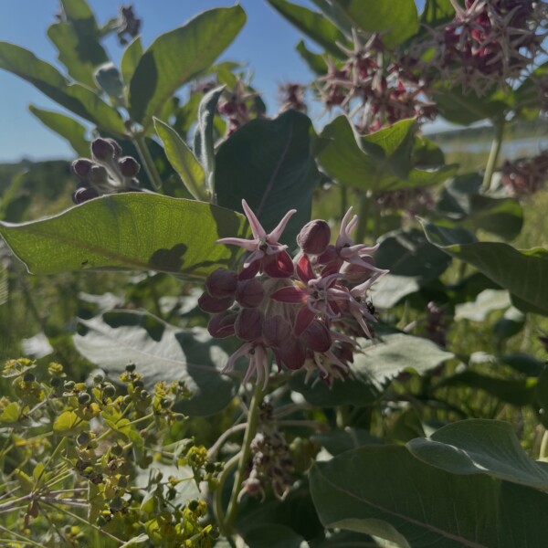 Asclepias photo 2024