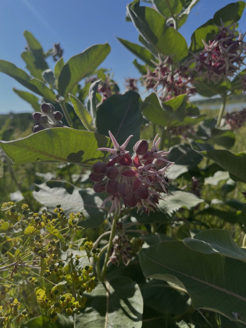asclepias-photo-2024