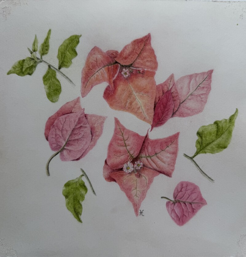 bougainvillea-29-mars-2026-1