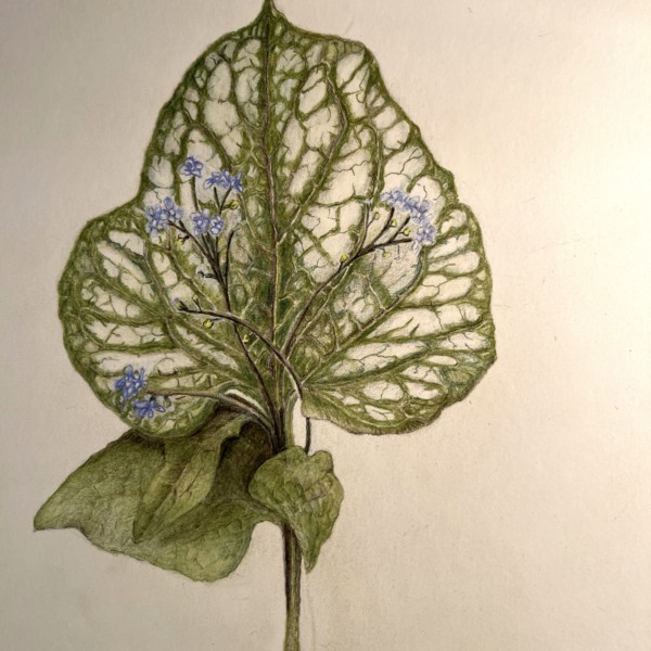 Brunnera macrophylla 'Jack Frost' Nov 10 2022 (2)