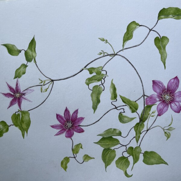 Clematis 06-24