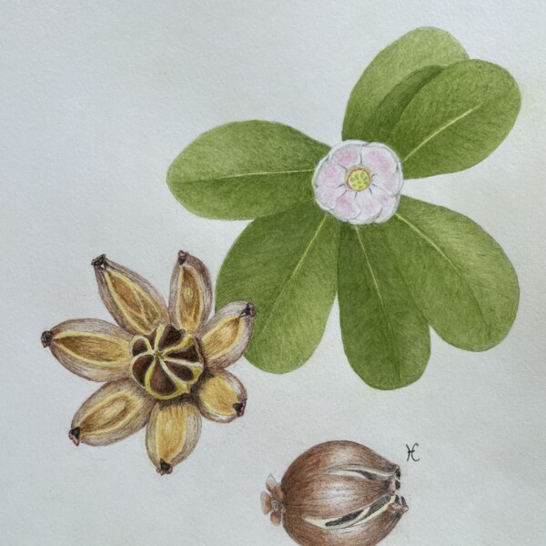 Clusia rosea Hawaii Avril 2025