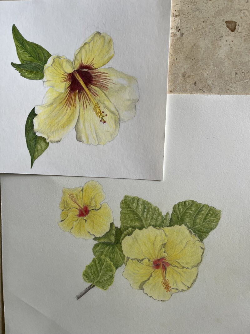 comparison-hibiscus