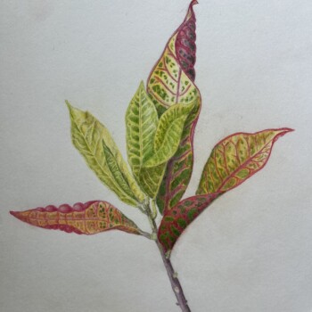 croton-avril-2025