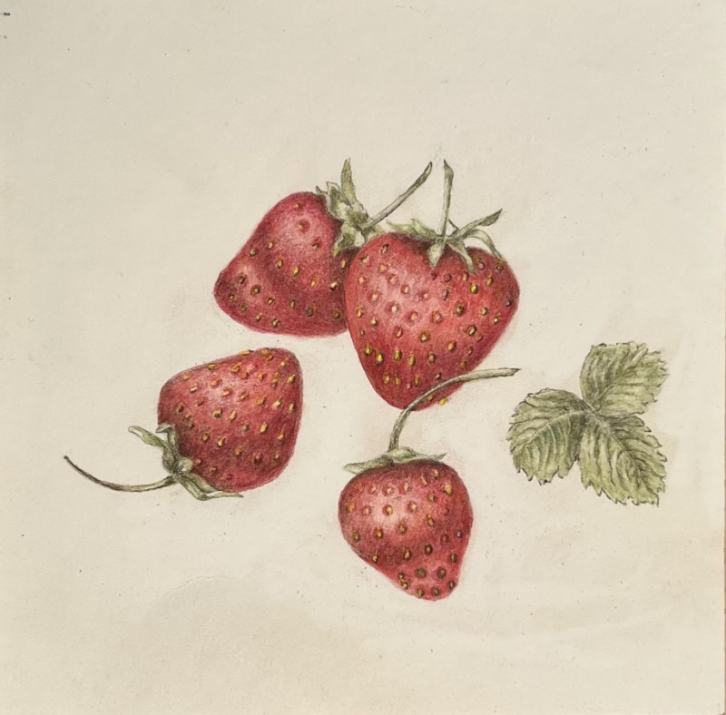 fragaria-oct-19-2022
