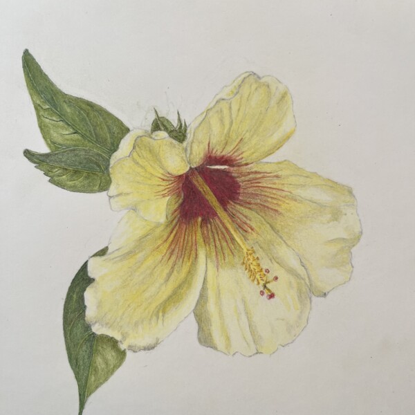 Hibiscus 30 avril 2023