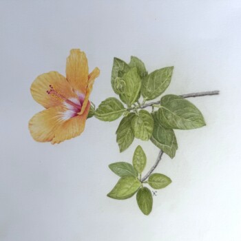 hibiscus-mai-2026-1