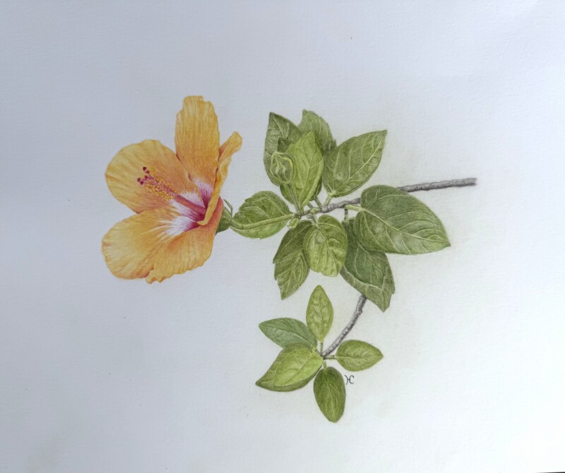 hibiscus-mai-2026-1