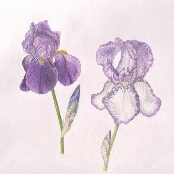 Iris 4 juillet 2023 (2)